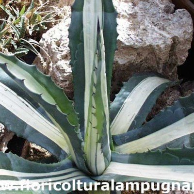 Agave Americana Mediopicta...