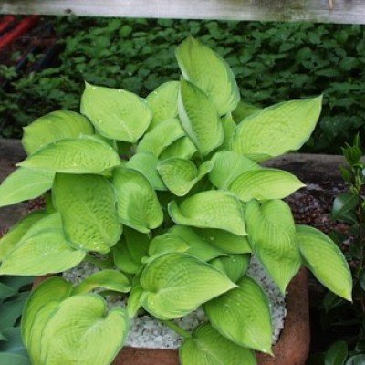 Hosta Inniswood