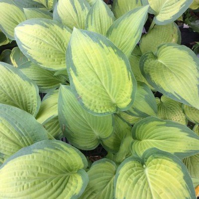 Hosta Inniswood