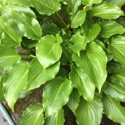 Hosta Invincible