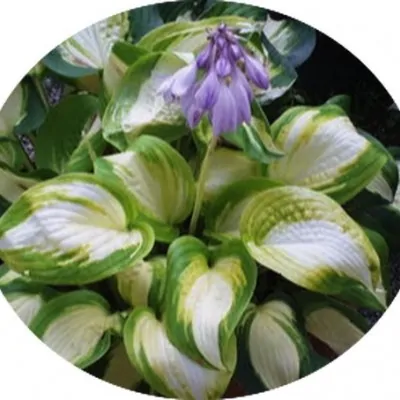 Hosta Summer Music