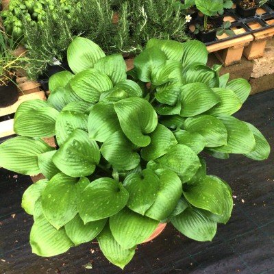 Hosta Joseph