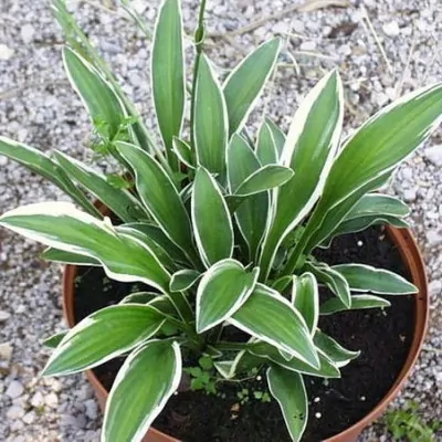 Hosta Rectifolia Chionea