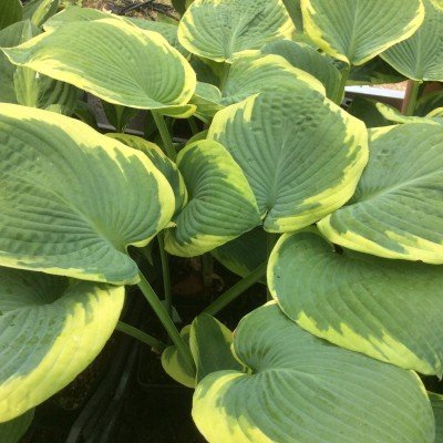 Hosta Frances Williams