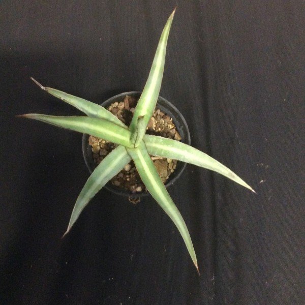 Agave univittata