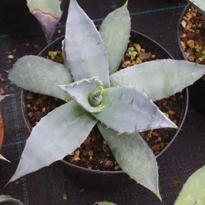 Agave parryi Applanata...