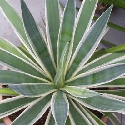 Agave Angustifolia Marginata