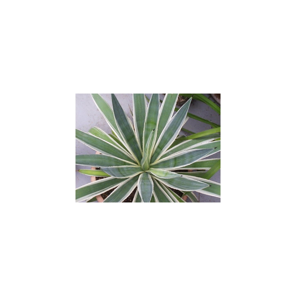 Agave Angustifolia Marginata