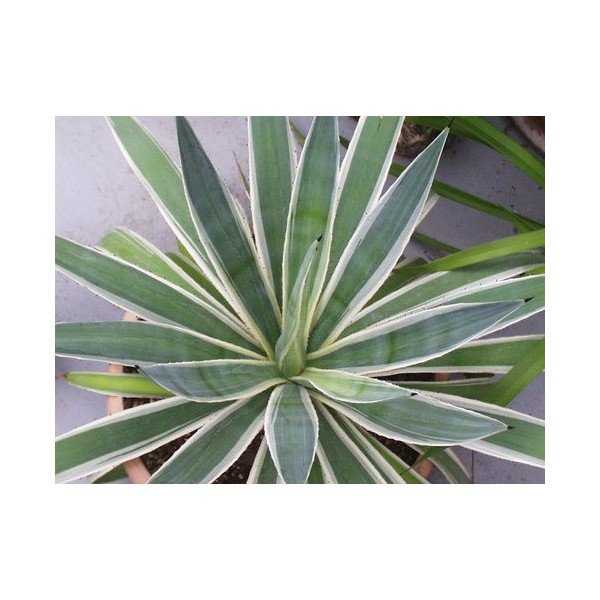 Agave Angustifolia Marginata