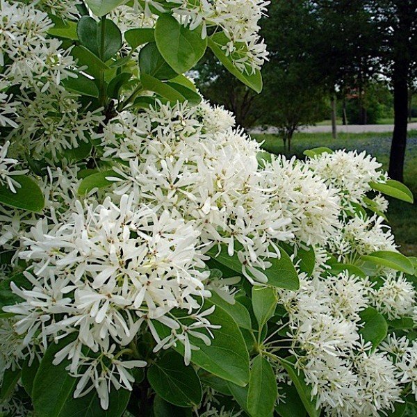 Chionanthus retusus