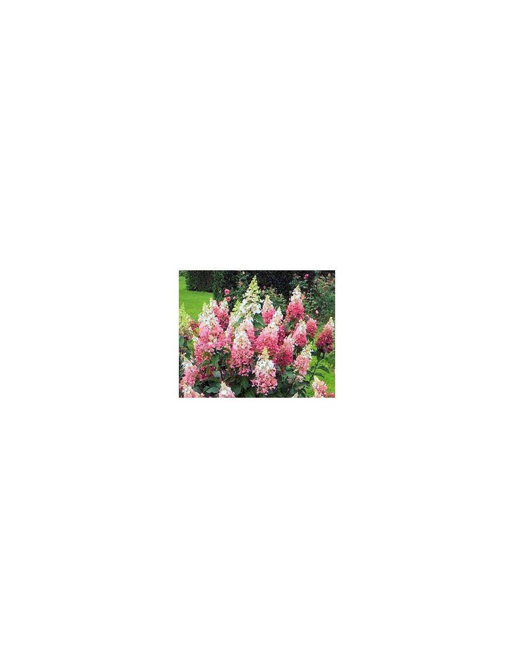 Hydrangea Paniculata Pinky Winky