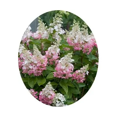 Hydrangea Paniculata Pinky Winky