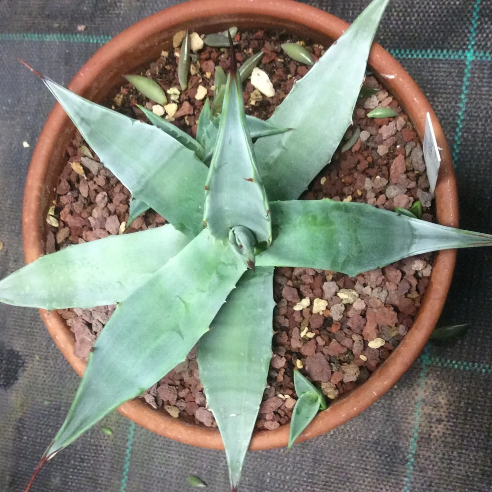 Agave Deserti var. Simplex