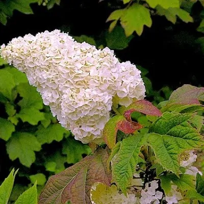 Hydrangea quercifolia Harmony