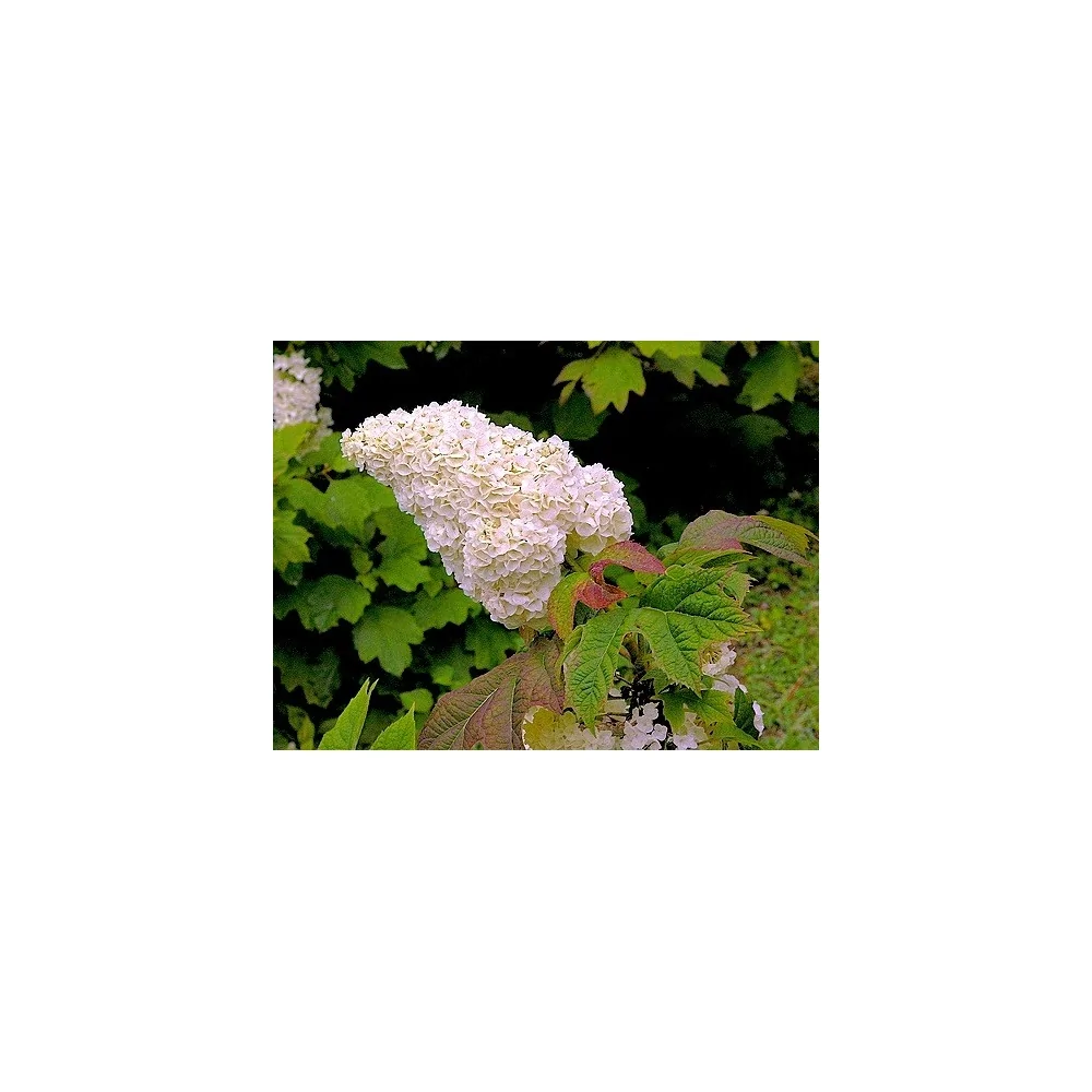 Hydrangea quercifolia Harmony