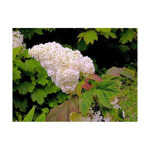 Hydrangea quercifolia Harmony