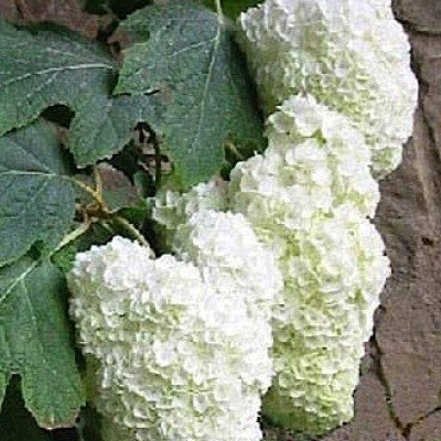 Hydrangea quercifolia Harmony