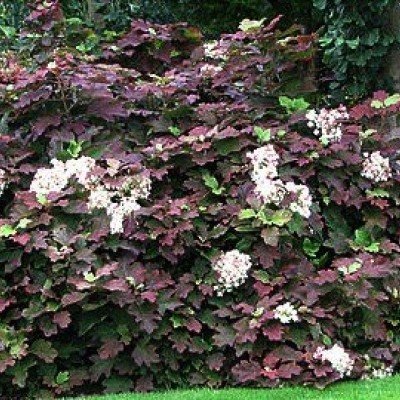 Hydrangea Snowflake