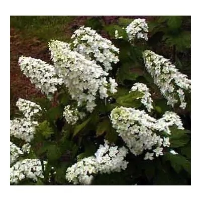 Hydrangea Snowflake