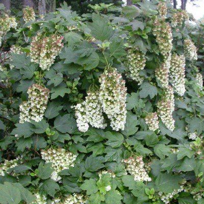 Hydrangea Snowflake