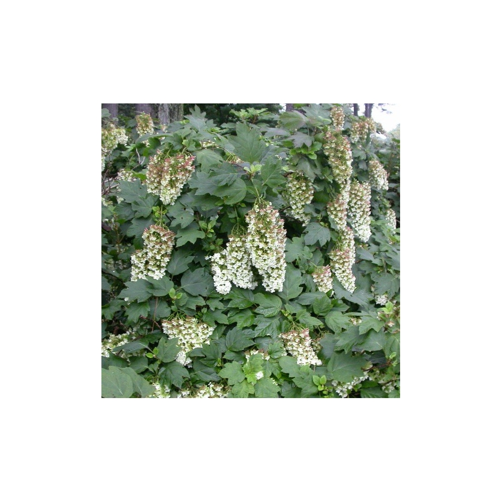 Hydrangea Snowflake