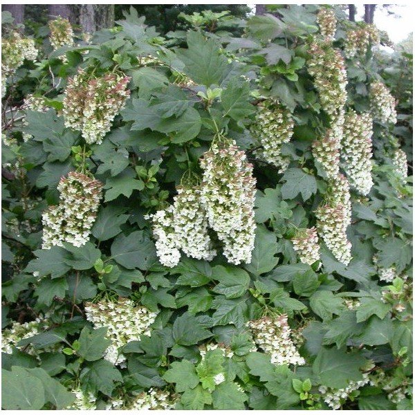 Hydrangea Snowflake