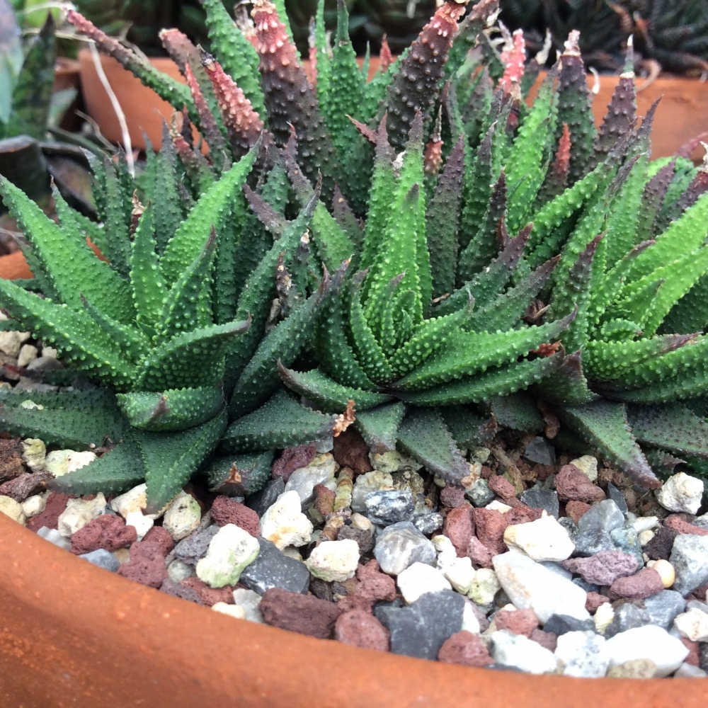 Haworthia Tubercolata Subexpansa