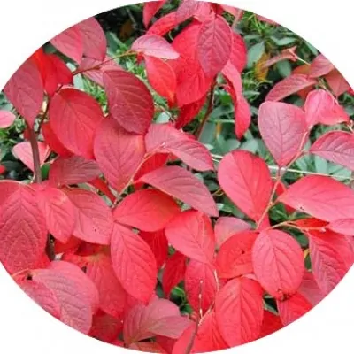 Stewartia Serrata