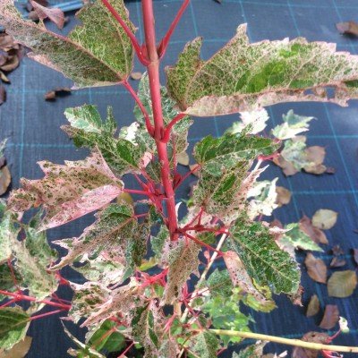 Acer conspicuum Red Flamingo