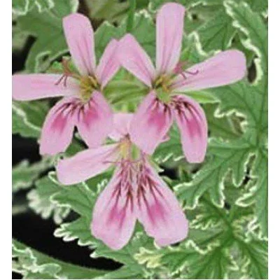 Pelargonium Lady Playmouth...