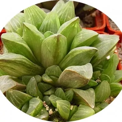 Haworthia retusa variegata