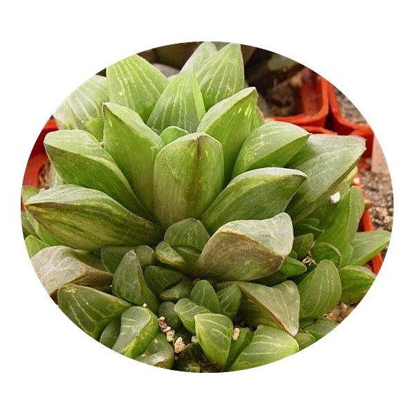 Haworthia retusa variegata