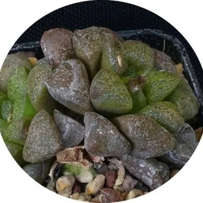 Haworthia pygmaea fa cristallina