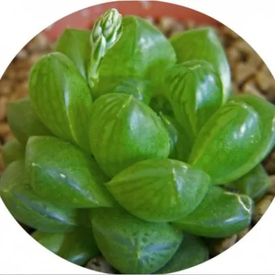 Haworthia cymbiformis v. obesa