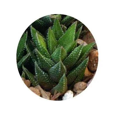 Haworthia Cassytha