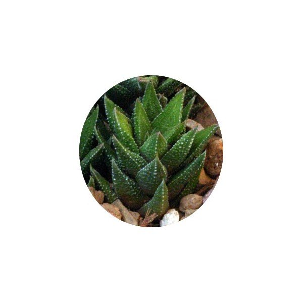 Haworthia Cassytha