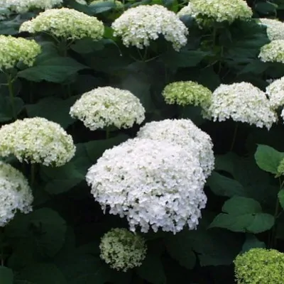 Hydrangea Arborescens Annabelle