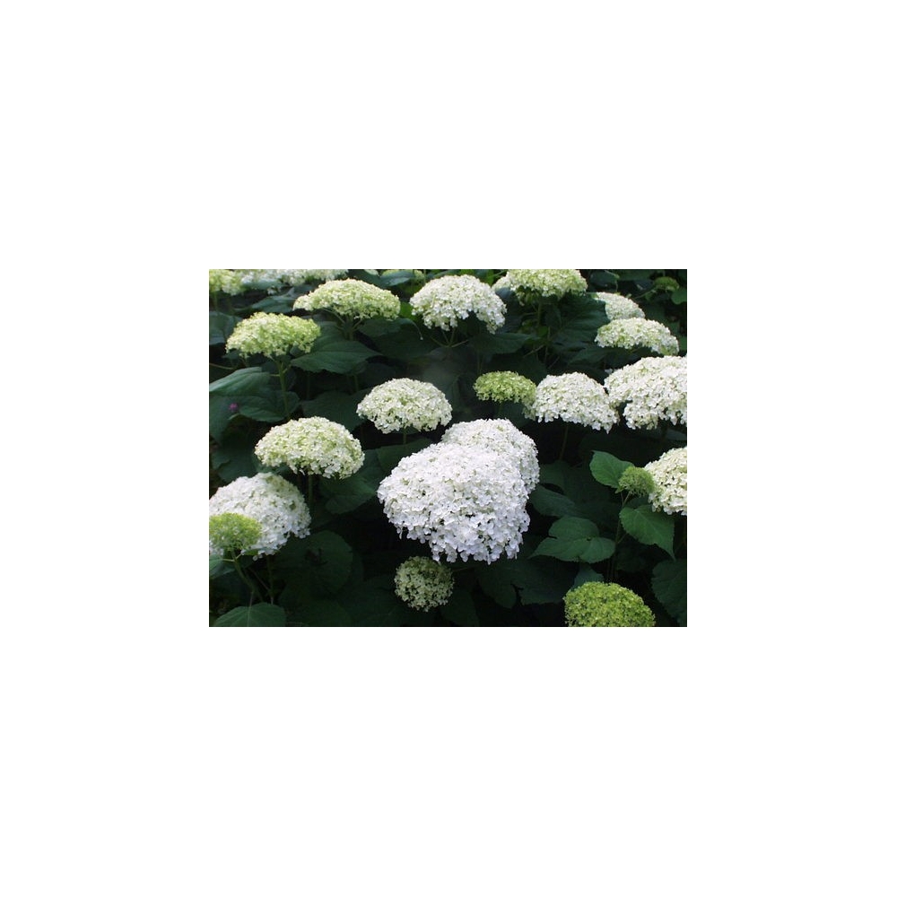 Hydrangea Arborescens Annabelle