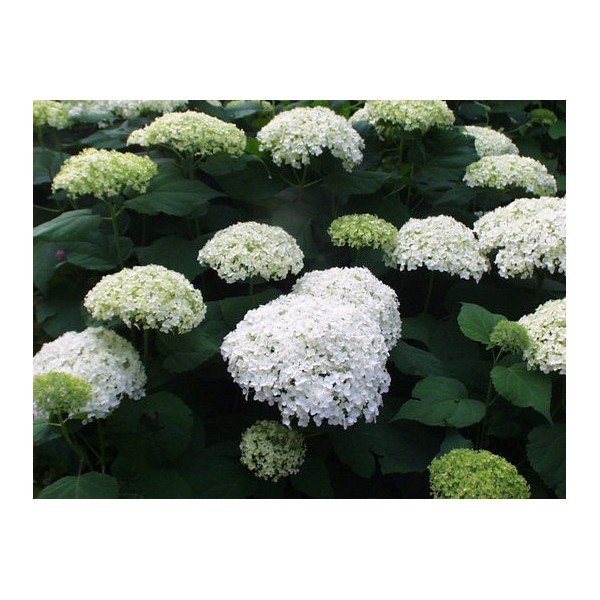 Hydrangea Arborescens Annabelle