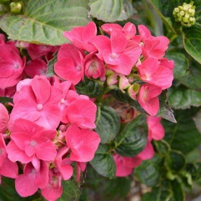 Hydrangea macrophylla 'Merville Sanguine'