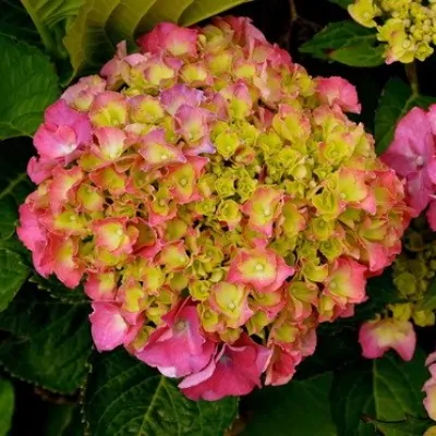 Hydrangea Macrophylla Masja