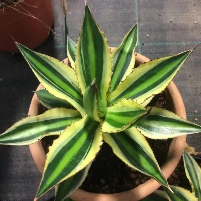 Agave Lophantha quadricolor