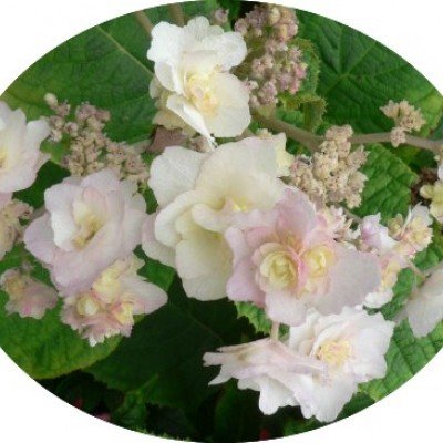 Hydrangea Involucrata Hortensis