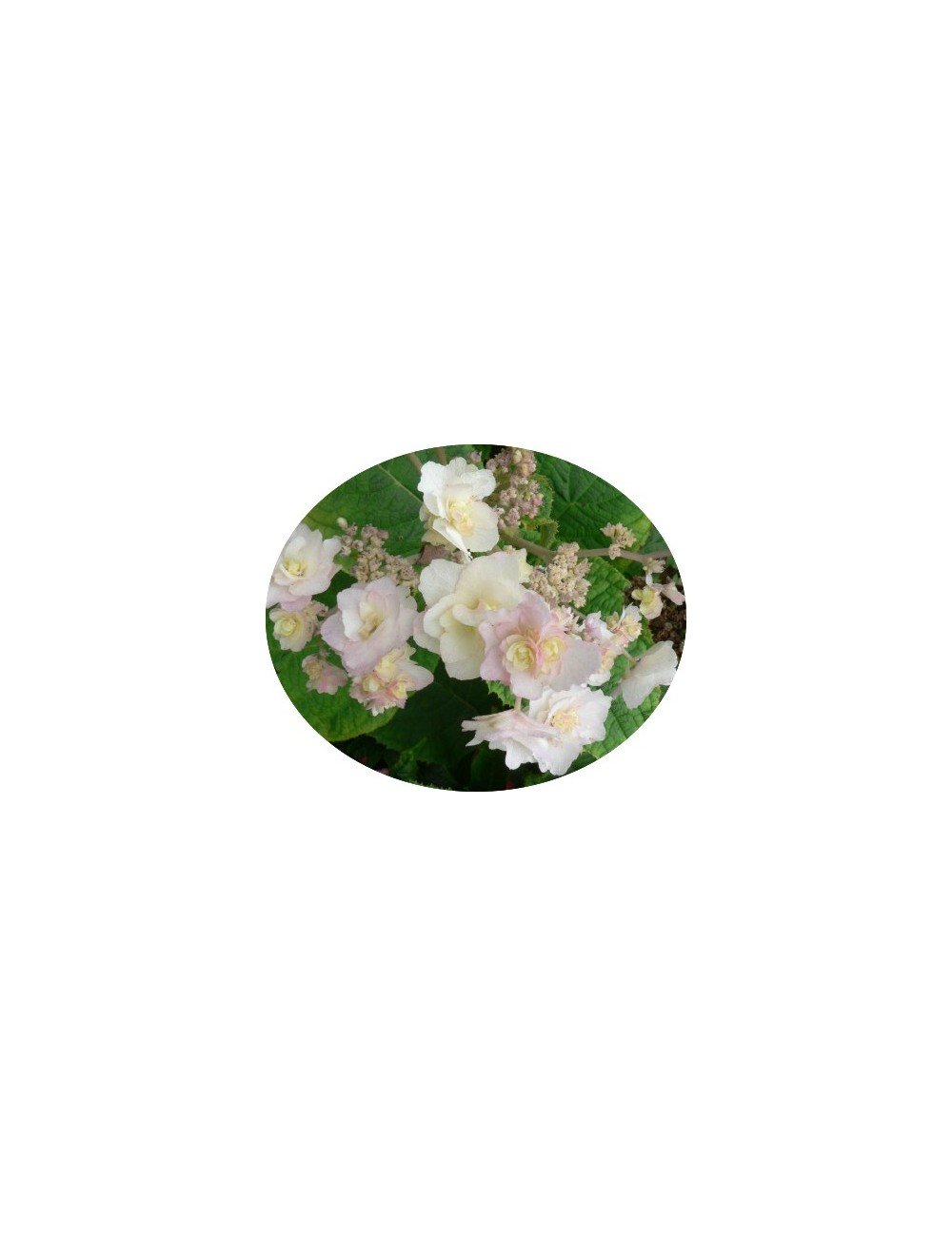 Hydrangea Involucrata Hortensis