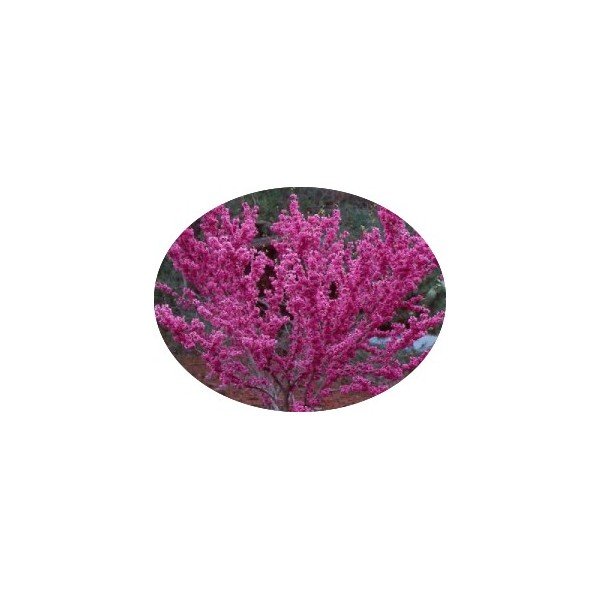 Cercis sinensis compacta