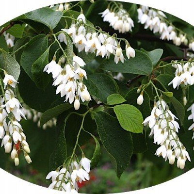 Styrax Obassia