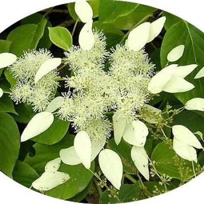 Skizophragma Hydrangeoides