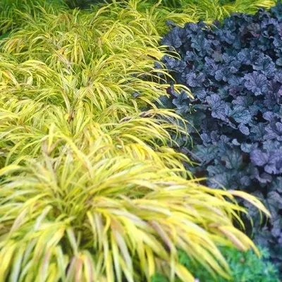 Hakonechloa macra 'Aureola'