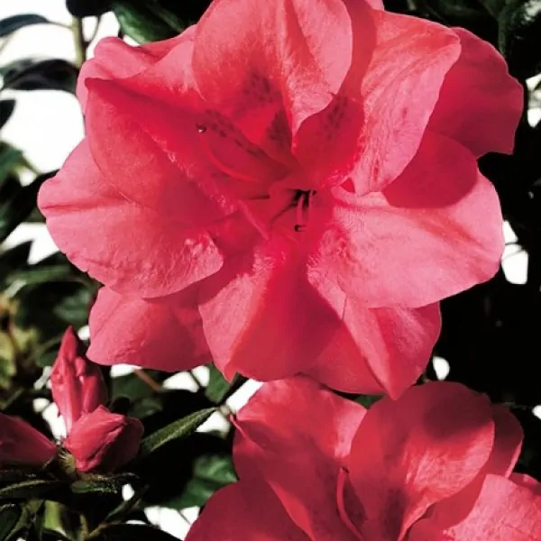 Azalea Encore Princess  (r)