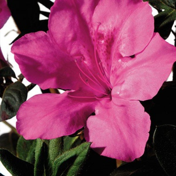 Azalea Encore Sangria  (r)